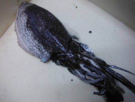 【モンスター】芦屋浜で８０ｃｍのスズキ