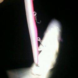 シーバス絶好調！神戸港がアツイ！