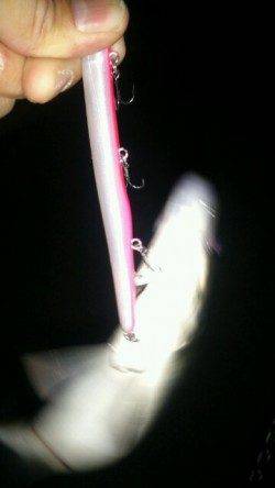 シーバス絶好調！神戸港がアツイ！