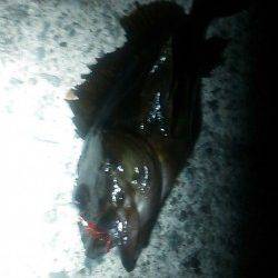 樽井でメバリング、数釣りが楽しめました。