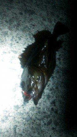 樽井でメバリング、数釣りが楽しめました。