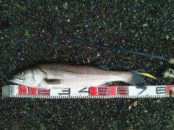 豊岡エリア、雨の中のシーバス釣果