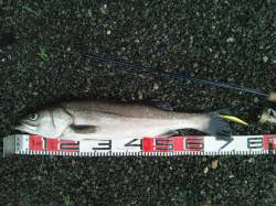 豊岡エリア、雨の中のシーバス釣果