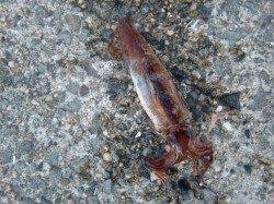 【スルメイカとハネ】南芦屋浜リアルタイム