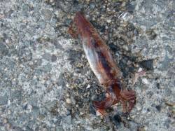 【スルメイカとハネ】南芦屋浜リアルタイム