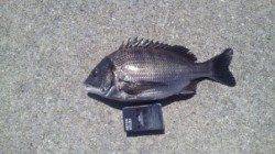 【エビ撒きでハネ・チヌゲット】丸島防波堤