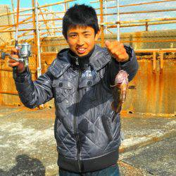 南港海釣り公園 ガシラ35匹の他ハネの釣果