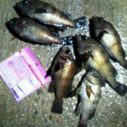 垂水一文字メバリング