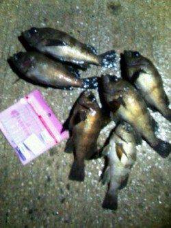 垂水一文字メバリング