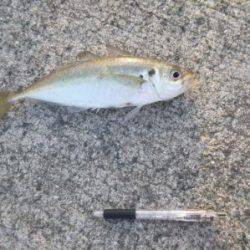 貝塚人工島にも中アジ！