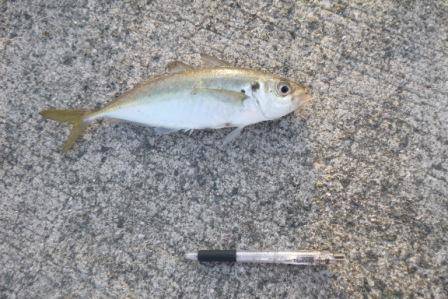 貝塚人工島にも中アジ！