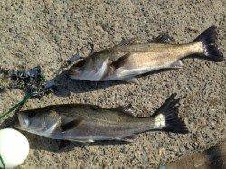 【エビ撒きハネ好調です！】南芦屋浜