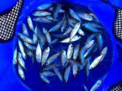 濱ノ瀬漁港 サビキで豆アジ楽しめる　ファミリーにオススメ☆