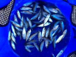 濱ノ瀬漁港 サビキで豆アジ楽しめる　ファミ…