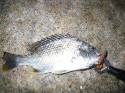 初ボンボンin浜寺運河