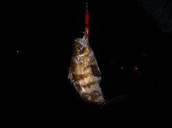 夜の兵突ウキでメバル！