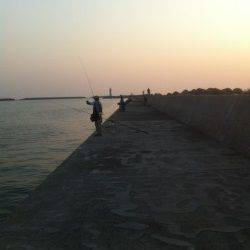 青岸でマイワシ＆コノシロ！