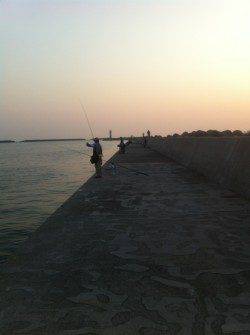 青岸でマイワシ＆コノシロ！