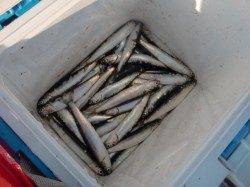 【グレもキタァ～♪】南芦屋浜リアルタイム