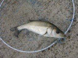 北公園ＲＴ、エビ撒き好調