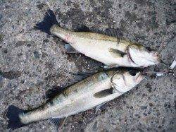 早くもポツリポツリと　泉大津RT　10日あさ