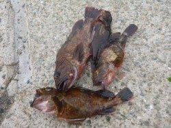 小野浜ＲＴ　イワシが回った～