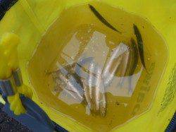 兵突ＲＴ　イワシ２００匹ほど