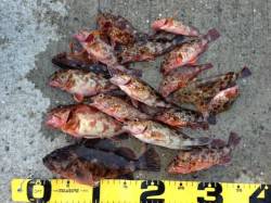 浜ノ瀬漁港先端のテトラでガシラ釣り、短時間…