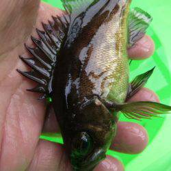 神戸空港ＲＴ　メバル急上昇