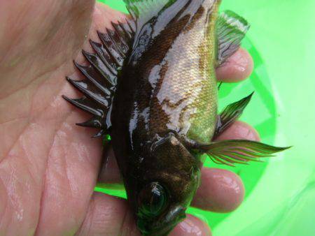 神戸空港ＲＴ　メバル急上昇