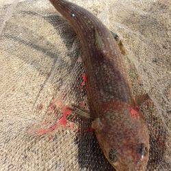 濱ノ瀬漁港 投げ釣りのノマセでエソ〜40cm2匹