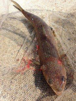 濱ノ瀬漁港 投げ釣りのノマセでエソ〜40cm2匹