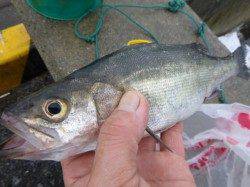 兵庫突堤で車横付け