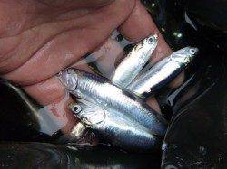 サビキ、兵突で今朝も回遊あり