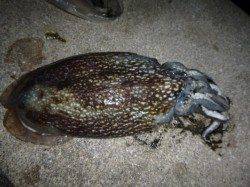 夜の兵突のスルメイカだコウイカだ！