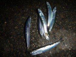 兵突の夕方のサビキ釣り！