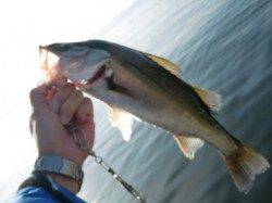 【イワシ復活♪】南芦屋浜リアルタイム