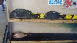 KIDSフカセ師、天神崎にてグレ&マダイ