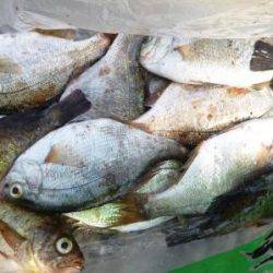 泉佐野食コン　リアル　ハネ！