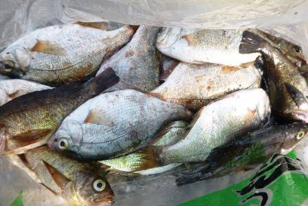 泉佐野食コン　リアル　ハネ！