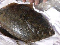 小野浜ＲＴ　３８ｃｍマコガレイ！