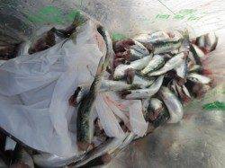 イワシ釣れすぎ注意報発令！１２日田ノ浦ＲＴ