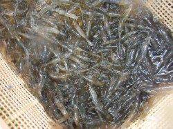 加太情報！エビ撒きでマダイが・・・