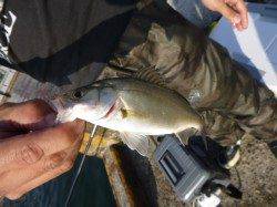 朝の空港のカタクチイワシ！