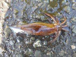 朝の兵突のカレイとスルメイカ！