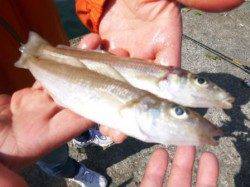 豆サバ回遊！キスやハネも