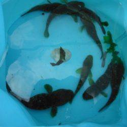 【ファミリーで楽しめます♪ハゼ釣り!】芦屋浜