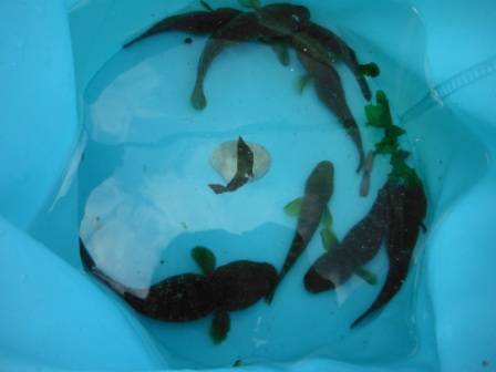 【ファミリーで楽しめます♪ハゼ釣り!】芦屋浜