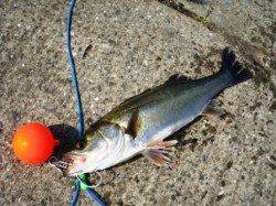 エビ撒きでキビレ＆ハネ　泉大津RT14日あさ