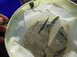 兵庫突堤　毎日イワシ釣れています